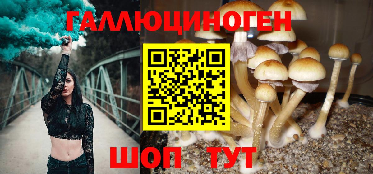 Избербаш  Псилоцибиновые грибы прущие грибы  Вход с VPN  Псилоцибиновые грибы Cubensis 